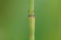 Equisetum ramosissimum