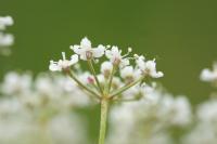 Pimpinella saxifraga