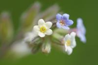 Myosotis discolor
