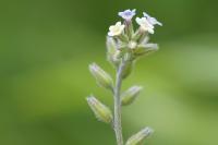 Myosotis discolor