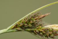 Carex caryophyllea