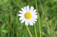 Leucanthemum vulgare