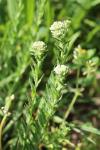Lepidium campestre