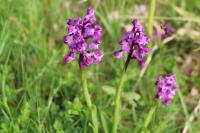 Anacamptis morio