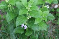 Melittis melissophyllum