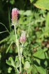 Trifolium incarnatum var. molinerii