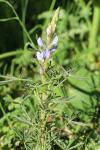 Lupinus angustifolius