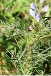 Lupinus angustifolius