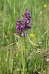 Anacamptis morio