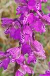 Anacamptis morio