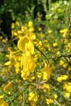 Cytisus scoparius