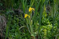 Iris pseudacorus