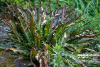 Asplenium scolopendrium