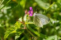 Geranium robertianum