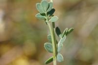 Coronilla minima