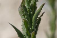 Lepidium campestre