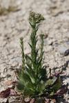 Lepidium campestre