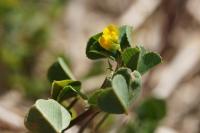 Medicago polymorpha
