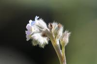 Myosotis ramosissima
