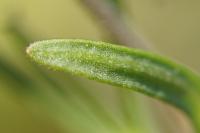 Veronica saturejifolia