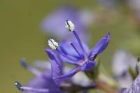 Veronica saturejifolia