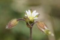 Cerastium pumilum