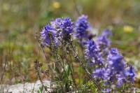 Veronica saturejifolia