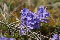 Veronica saturejifolia