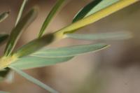 Euphorbia seguieriana