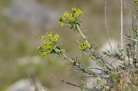 Euphorbia seguieriana