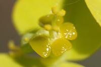 Euphorbia seguieriana