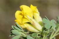 Cytisus lotoides