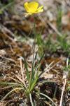 Ranunculus gramineus