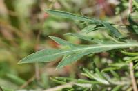 Carthamus mitissimus