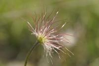 Pulsatilla vulgaris