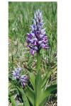 Orchis militaris