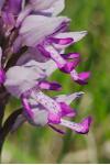 Orchis militaris