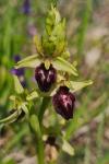 Ophrys aranifera
