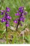 Anacamptis morio