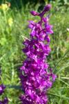 Orchis mascula subsp. mascula