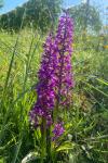 Orchis mascula subsp. mascula