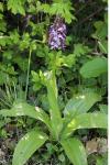 Orchis purpurea