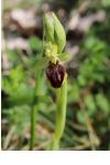 Ophrys aranifera