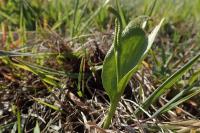 Ophioglossum vulgatum