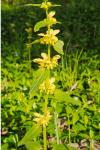 Lamium galeobdolon