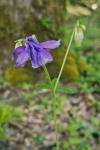 Aquilegia vulgaris