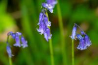 Hyacinthoides non-scripta