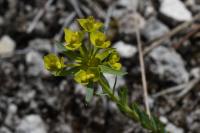 Euphorbia seguieriana