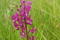 Anacamptis laxiflora
