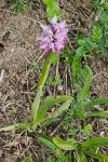 Orchis simia
